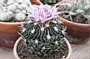 ECHINOFOSSULOCACTUS MULTICOSTATUS.JPG